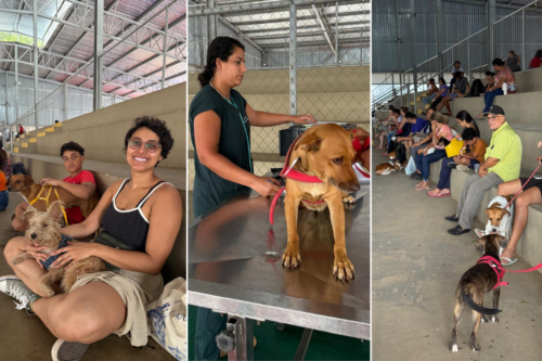 Mutirão de Castração em Curvelo